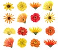 Red and yellow asters and gerber flowers buttons set