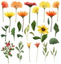 Red and yellow asters and gerber flowers, green leaves and branches set Royalty Free Stock Photo