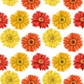 Red and yellow asters and gerber flowers seamless pattern Royalty Free Stock Photo