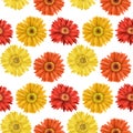 Red and yellow asters and gerber flowers seamless pattern Royalty Free Stock Photo