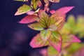 Red yellow autumn beautiful leaves overgrown with mintosa