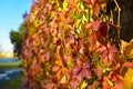 Red-yellow autumn ivy on a rustic fence, sunny day Royalty Free Stock Photo