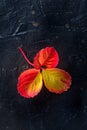 Red and yellow autumn leaf on a black background, fall season Royalty Free Stock Photo