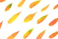 Red and yellow autumn leaf pattern on white background Royalty Free Stock Photo