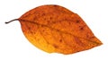 red and yellow autumn leaf of poplar tree isolated Royalty Free Stock Photo