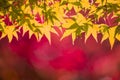 Red and yellow autumn leaves background Royalty Free Stock Photo