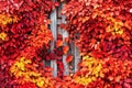 Red and yellow autumn leaves background. Beautiful autumnal nature landscape with motley foliage against wooden fence Royalty Free Stock Photo