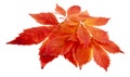 Red, yellow autumn leaves of grapes isolated on white background Royalty Free Stock Photo