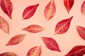 Red-yellow autumn leaves on a pink background Royalty Free Stock Photo