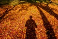 Red yellow autumn maple leaves covered ground with human shadow Royalty Free Stock Photo