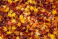 Red yellow autumn maple leaves covered ground Royalty Free Stock Photo