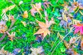 .Red Yellow autumn maple leaves on fresh spring green grass Royalty Free Stock Photo
