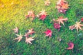 .Red Yellow autumn maple leaves on fresh spring green grass Royalty Free Stock Photo