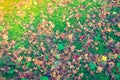 Red Yellow autumn maple leaves on fresh spring green grass . Royalty Free Stock Photo