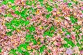 Red Yellow autumn maple leaves on fresh spring green grass . Royalty Free Stock Photo