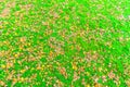 .Red Yellow autumn maple leaves on fresh spring green grass Royalty Free Stock Photo