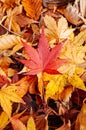Red Yellow autumn maple leaves on ground close up detail background Royalty Free Stock Photo