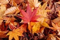 Red Yellow autumn maple leaves on ground close up detail background Royalty Free Stock Photo