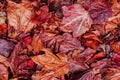 Red Yellow autumn maple leaves on ground close up detail background Royalty Free Stock Photo