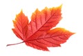 Red and yellow autumn tree leaf isolated on white background. Generative AI realistic illustration Royalty Free Stock Photo