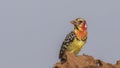 Red-and-yellow Barbet on Termite Nest Royalty Free Stock Photo