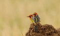 Pair of Red and yellow Barbet Royalty Free Stock Photo