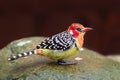 The red-and-yellow barbet Trachyphonus erythrocephalus Royalty Free Stock Photo