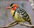 Red and Yellow Barbet Trachyphonus erythrocephalus Royalty Free Stock Photo