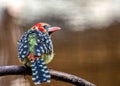 Red-and-yellow Barbet (Trachyphonus erythrocephalus) in Sub-Saharan Africa