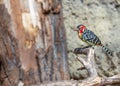 Red-and-yellow Barbet (Trachyphonus erythrocephalus) in Sub-Saharan Africa
