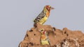 Red-and-yellow Barbets on Termite Nest Royalty Free Stock Photo