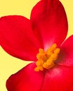Red and yellow begonia flower closeup Royalty Free Stock Photo