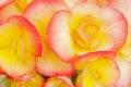 Red and Yellow Begonias