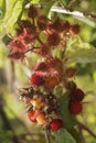 Red and yellow berries - raspberry Royalty Free Stock Photo