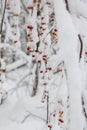 Red and Yellow Bird Berries in the Snow