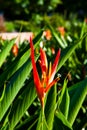 Red and Yellow Bird of Paradise Royalty Free Stock Photo