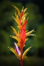 Red and Yellow Bird of Paradise flower Royalty Free Stock Photo