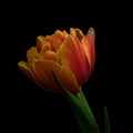 Red-yellow blooming tulip with green stem and leaf isolated on black background. Studio close-up shot. Royalty Free Stock Photo