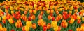 Red yellow blossom Tuotpans, spring flowerbed with fresh mini natural tulip flowers. Panoramic backdrop background for design,