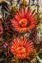 Red Yellow Blossoms Fishhook Barrel Cactus Garden Tucson Arizona Royalty Free Stock Photo