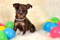 Red, Yellow, Blue... - Brown Russian toy terrier puppy with balls