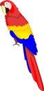 The Red Yellow Blue Parrot Bird Royalty Free Stock Photo