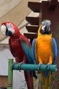 Red and yellow blue parrot standing on wood together Royalty Free Stock Photo