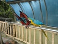 Red and yellow blue parrots in a zoo Royalty Free Stock Photo