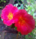 Red yellow bottom flower