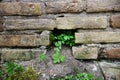 Red and yellow brick wall texture with green plant growing in hole horizontal backdrop Royalty Free Stock Photo