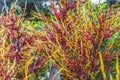 Red Yellow Bromeliad Flowers Leaves Waikiki Honolulu Hawaii Royalty Free Stock Photo