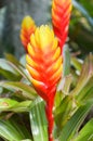 Red and yellow Bromeliads flowers