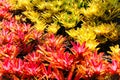 Red and Yellow Bromeliads