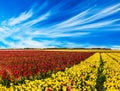 Red and yellow buttercups /ranunculus